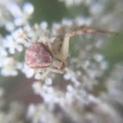Northern Crab Spider thumbnail 2