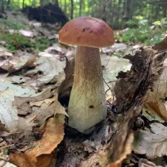 King Bolete thumbnail 2
