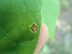 Alternaria catalpae thumbnail 3