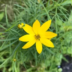 Whorled Coreopsis thumbnail 2