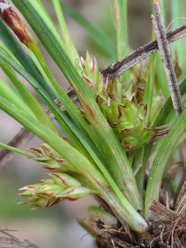 parasol sedge