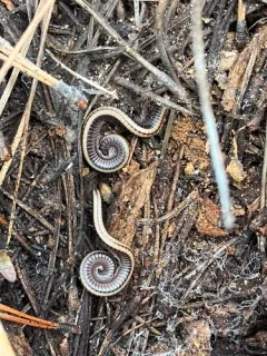 Yosemite Millipede thumbnail 3