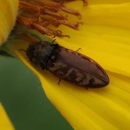 Prosternon bombycinum