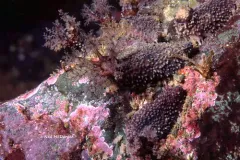 Black Brooding Sea Cucumber thumbnail 2