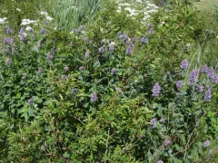 Western Giant Hyssop thumbnail 3
