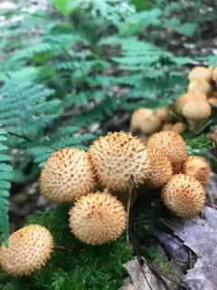 Spiny Puffball thumbnail 4