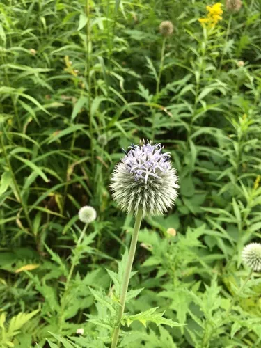 Tall Globe-thistle