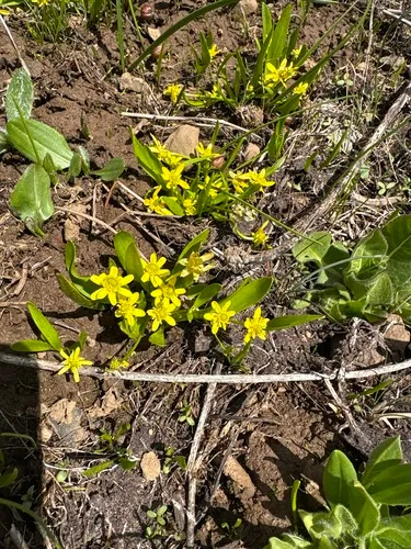 Blue Mountain Buttercup
