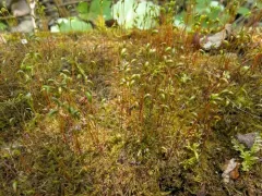 creeping feather-moss thumbnail 4