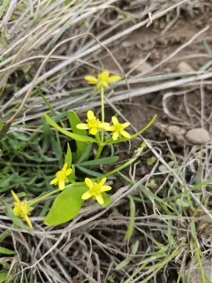 Blue Mountain Buttercup thumbnail 2