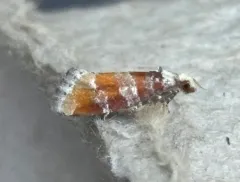 White-Pine Shoot Borer Moth thumbnail 2