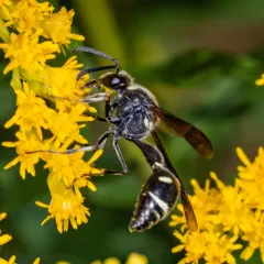 Fraternal Potter Wasp thumbnail 4
