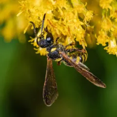 Cerceris atramontensis thumbnail 3