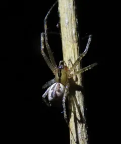 hammock spider thumbnail 4