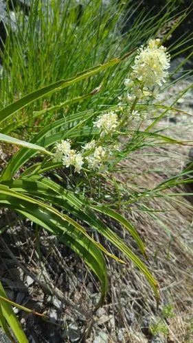 Giant Deathcamas