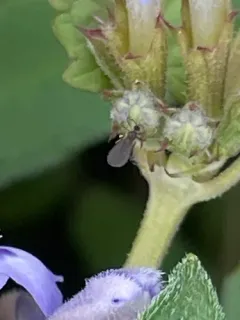 Black Compost Fly thumbnail 2