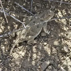 Pygmy Short-horned Lizard thumbnail 2