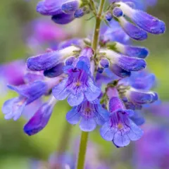 Broadleaf Beardtongue thumbnail 3