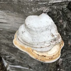 Tinder Polypore thumbnail 5