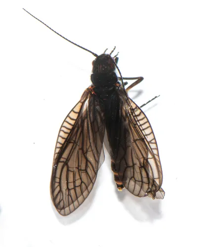 Sialis joppa