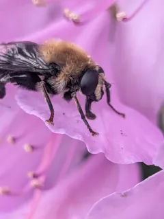 Brown-haltered Bee-mimic Fly thumbnail 3