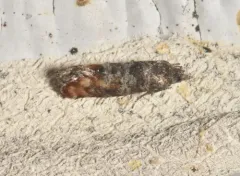 Red Pine Tip Moth thumbnail 2