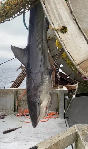 Dusky Shark