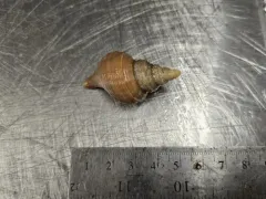 Rejected Neptune thumbnail 3