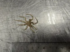 Nymphon hirtipes thumbnail 1
