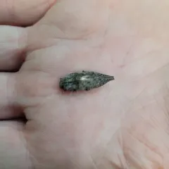 Flat-headed Hardwood Borer thumbnail 4