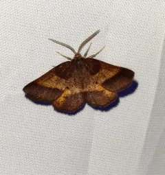 Yellow-washed Metarranthis Moth thumbnail 4