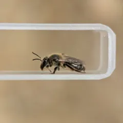 Bradley's Mining Bee thumbnail 3