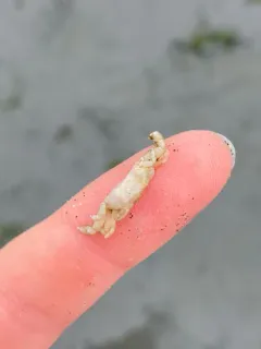 Tube-dwelling Pea Crab thumbnail 2