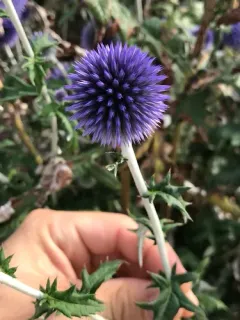 southern globe thistle thumbnail 4