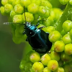Grape Flea Beetle thumbnail 1