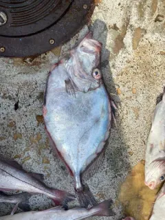 Buckler Dory thumbnail 2