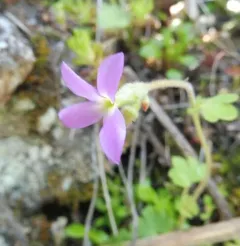 Violet Suksdorfia thumbnail 3