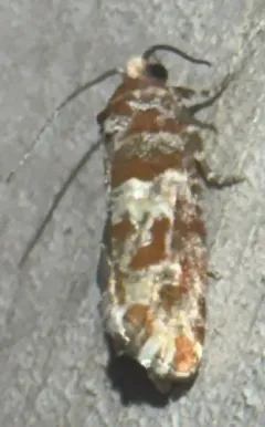 Shortleaf Pine Coneborer Moth thumbnail 4