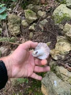 Mycogone rosea thumbnail 2