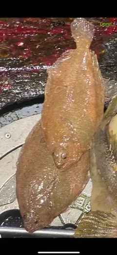 Fourspot Flounder thumbnail 2
