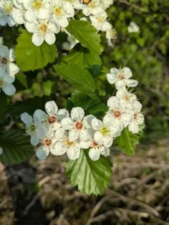 Canadian Hawthorn thumbnail 3