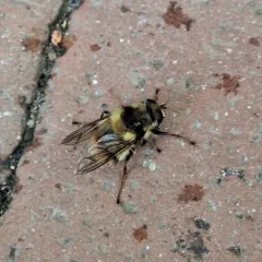 Whiskered Bumble Fly thumbnail 4