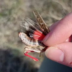 Red-shanked Grasshopper thumbnail 3