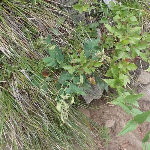 Aceria caliberberis