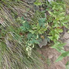 Aceria caliberberis thumbnail 1