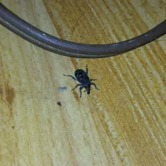 Seedling Debarking Weevil thumbnail 2
