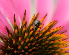 sunflower headclipping weevil thumbnail 3