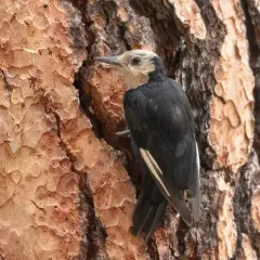 White-headed Woodpecker thumbnail 3