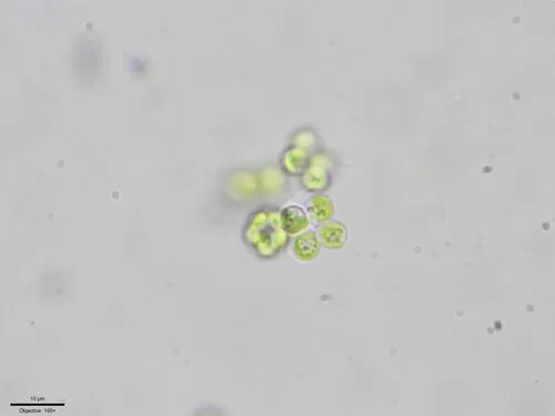 Westella botryoides