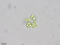 Westella botryoides thumbnail 1